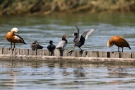 Blässhuhn (Fulica atra) vertreibt Tafelente in Moos