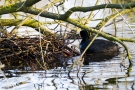 Blässhuhn (Fulica atra) beim Nestbau