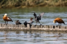 Blässhuhn (Fulica atra) vertreibt Tafelente in Moos