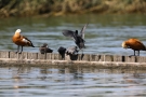 Blässhuhn (Fulica atra) vertreibt Tafelente in Moos