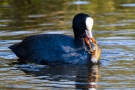 Der halb aufgefressene Kamberkrebs versucht, sich auch mit der zweiten Zange am Hals des Vogels festzukrallen