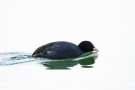 Blässhuhn (Fulica atra)