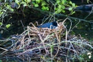 Die Blässhühner (Fulica atra) brüten in dem Nest, das die Haubentaucher begonnen haben zu bauen