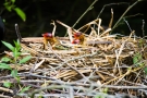 Blässhuhnküken (Fulica atra) im Nest auf der Nette