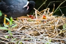 Blässhuhnküken (Fulica atra) im Nest auf der Nette