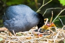 Blässhuhnküken (Fulica atra) im Nest auf der Nette