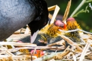 Blässhuhnküken (Fulica atra) im Nest auf der Nette