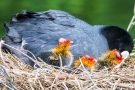 Blässhuhn (Fulica atra) mit Küken im Nest