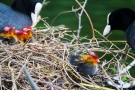 Küken (Fulica atra) auf Abwegen