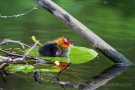 Blässhuhnküken (Fulica atra) auf Seerosenblatt