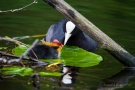 Blässhuhnküken (Fulica atra) auf Seerosenblatt