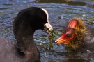 Fütterung der Blässhuhnküken (Fulica atra)