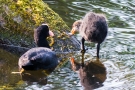 Fütterung der Blässhuhnküken (Fulica atra)