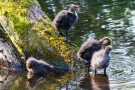 Blässhuhn-Küken (Fulica atra) auf der Nette