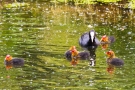 Blässhuhn (Fulica atra) mit Küken auf der Nette