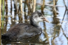 Blässhuhn-Küken (Fulica atra)