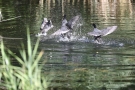 Aber auch die großen Blässhühner (Fulica atra) streiten gern