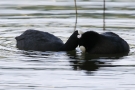 Schmusende Blässhühner (Fulica atra)