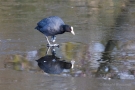 Blässhuhn (Fulica atra) auf dem Eis der Nette