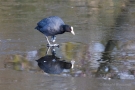 Blässhuhn (Fulica atra) auf dem Eis der Nette