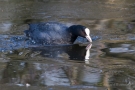 Blässhuhn (Fulica atra) in der Nette