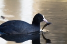 Blässralle (Fulica atra) mit Kaulbarsch (Gymnocephalus cernua)