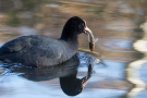 Blässralle (Fulica atra) mit Kaulbarsch (Gymnocephalus cernua)