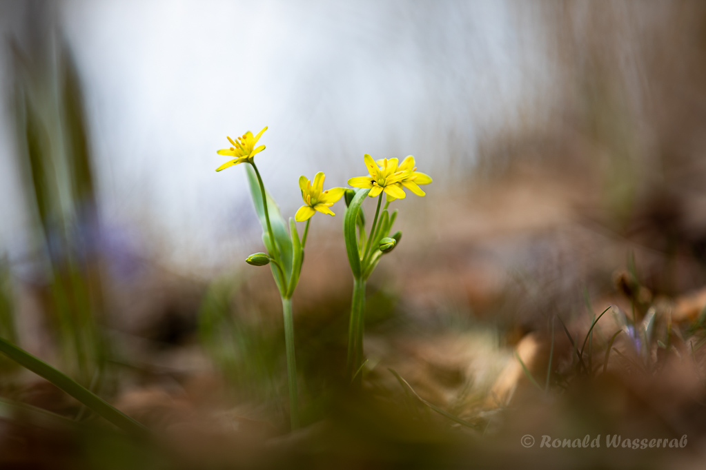 Wald-Goldsterne (Gagea lutea)