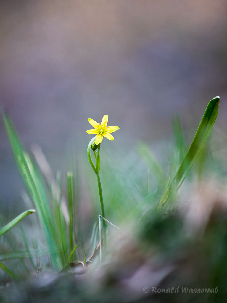 Wald-Goldstern (Gagea lutea)
