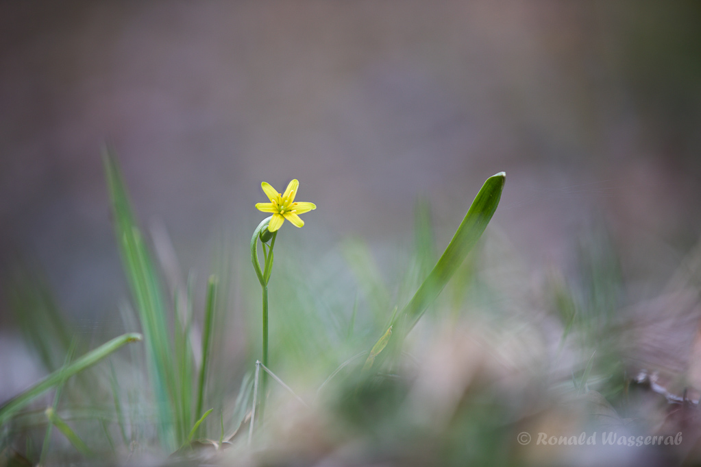 Wald-Goldstern (Gagea lutea)