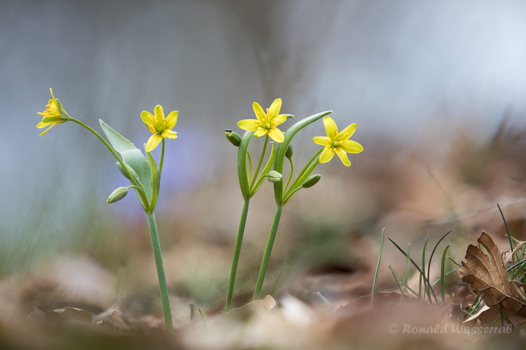 Wald-Goldsterne (Gagea lutea)
