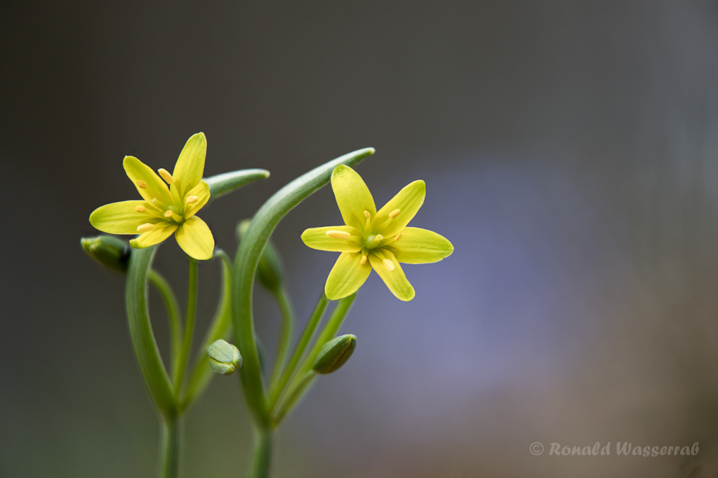 Wald-Goldsterne (Gagea lutea)