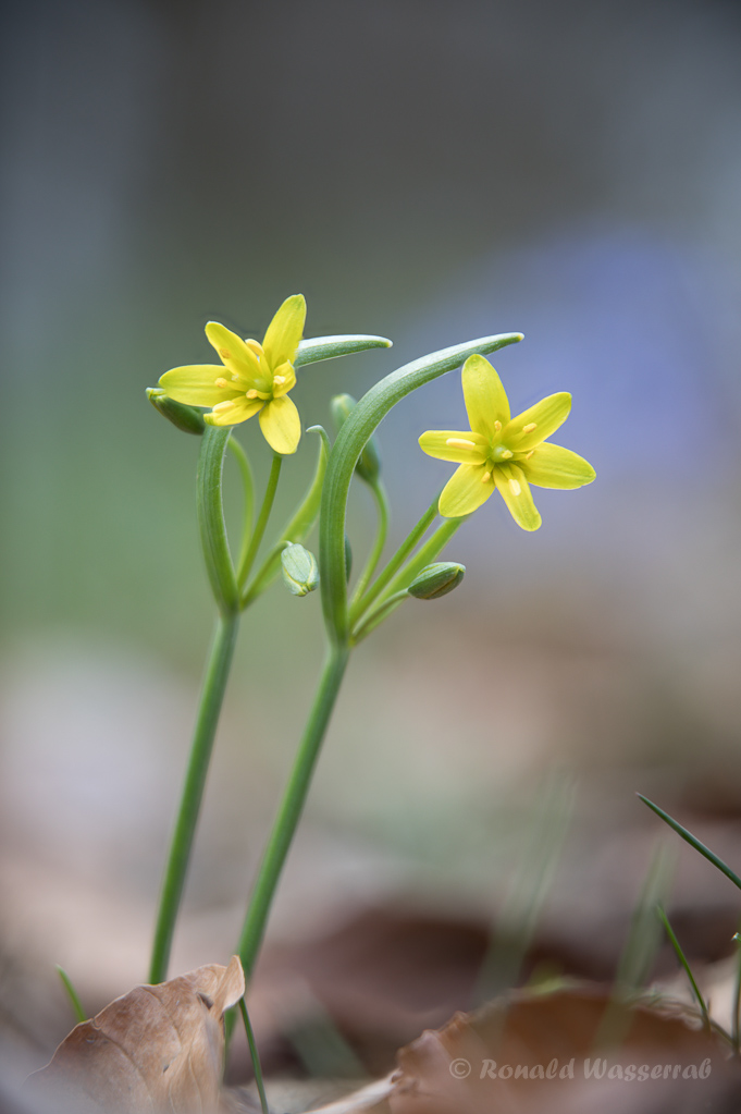 Wald-Goldsterne (Gagea lutea)