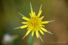 Großer Bocksbart (Tragopogon dubius)