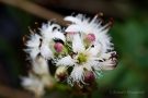 Fieberklee (Menyanthes trifoliata)