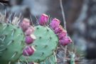 Kaktusfeigen (Opuntia ficus-indica) am Winklerberg