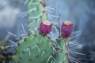 Kaktusfeigen (Opuntia ficus-indica) am Winklerberg