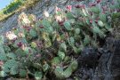 Kakteen (Opuntia ficus-indica) am Winklerberg