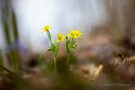 Wald-Goldsterne (Gagea lutea)