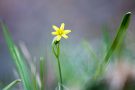 Wald-Goldstern (Gagea lutea)