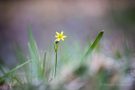 Wald-Goldstern (Gagea lutea)