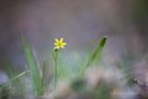 Wald-Goldstern (Gagea lutea)