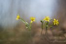Wald-Goldsterne (Gagea lutea)