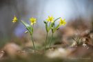 Wald-Goldsterne (Gagea lutea)