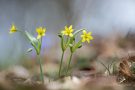 Wald-Goldsterne (Gagea lutea)