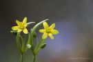 Wald-Goldsterne (Gagea lutea)