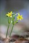 Wald-Goldsterne (Gagea lutea)