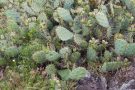 Kakteen (Opuntia ficus-indica) am Winklerberg