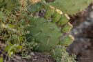 Kaktus (Opuntia ficus-indica) mit unreifen Feigen