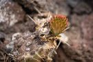 Kaktus (Opuntia ficus-indica) am Winklerberg